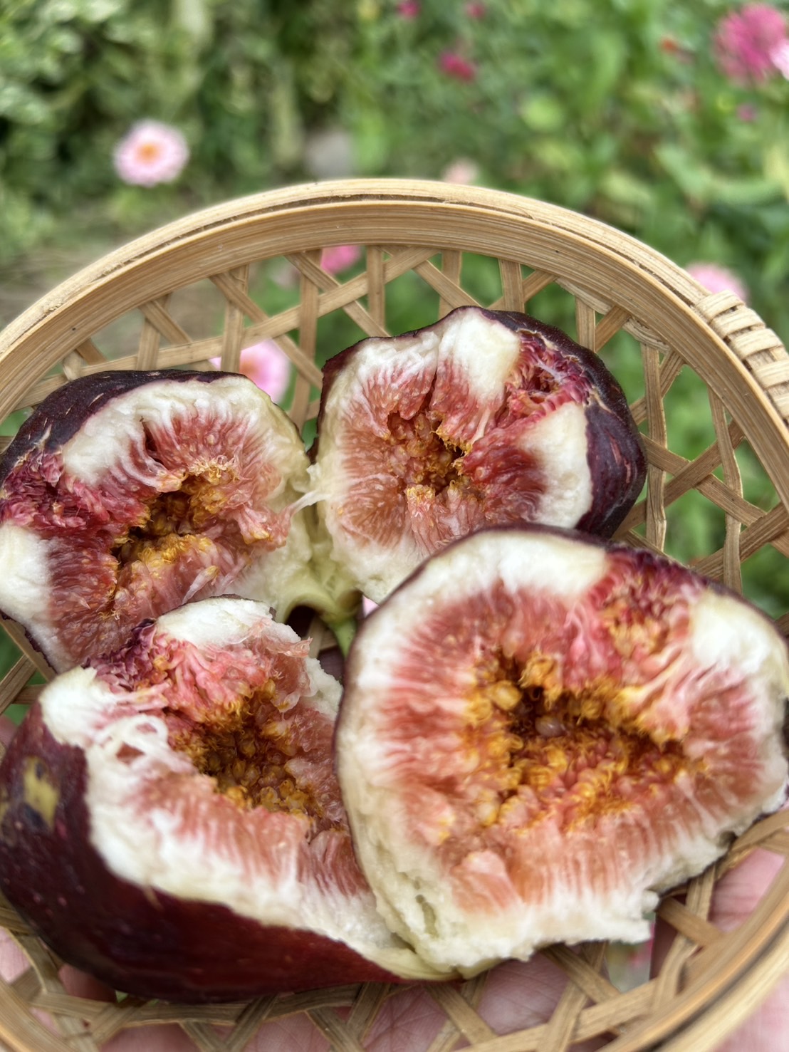 今日のイチジク