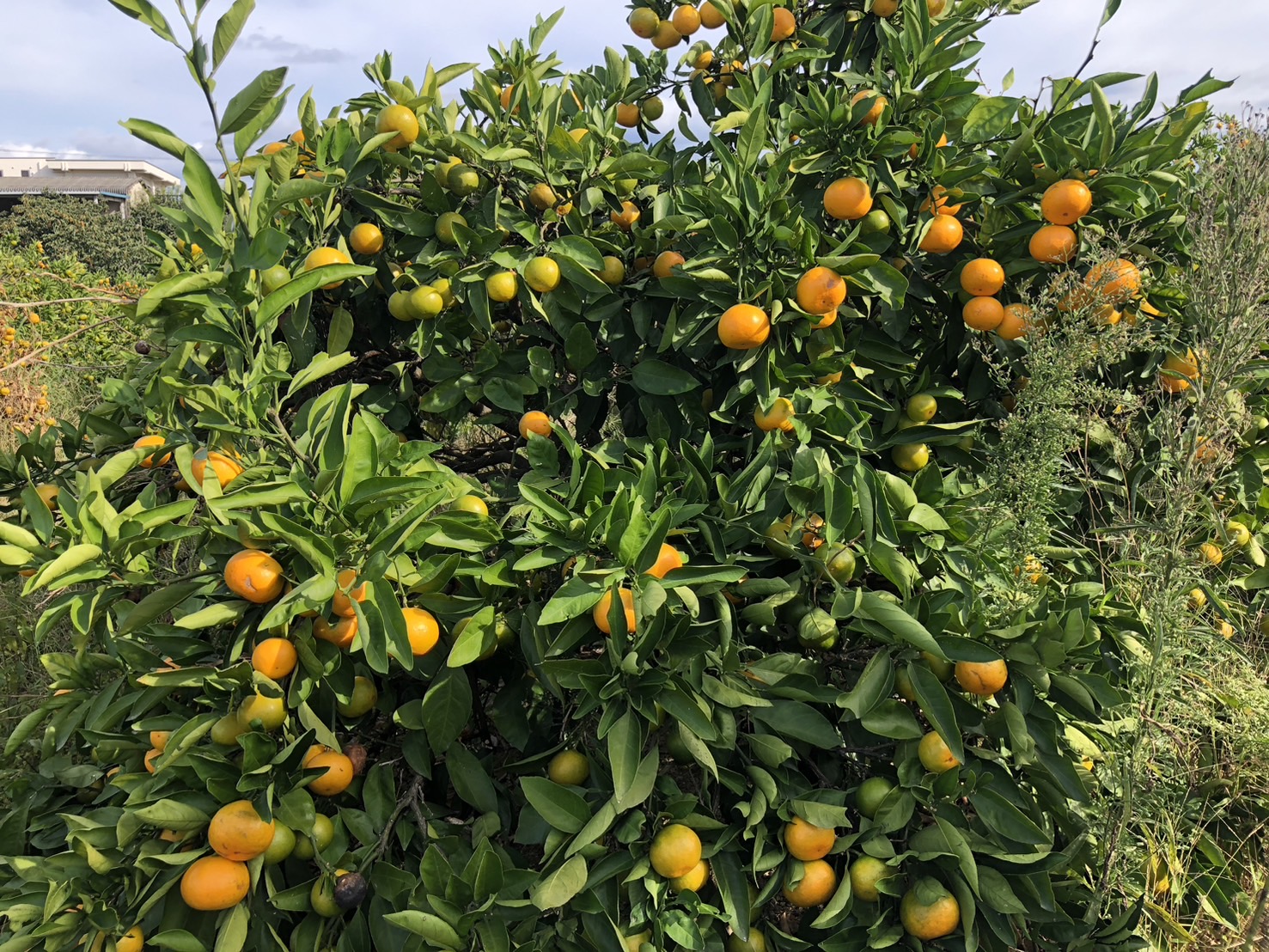 みかんが実ってる