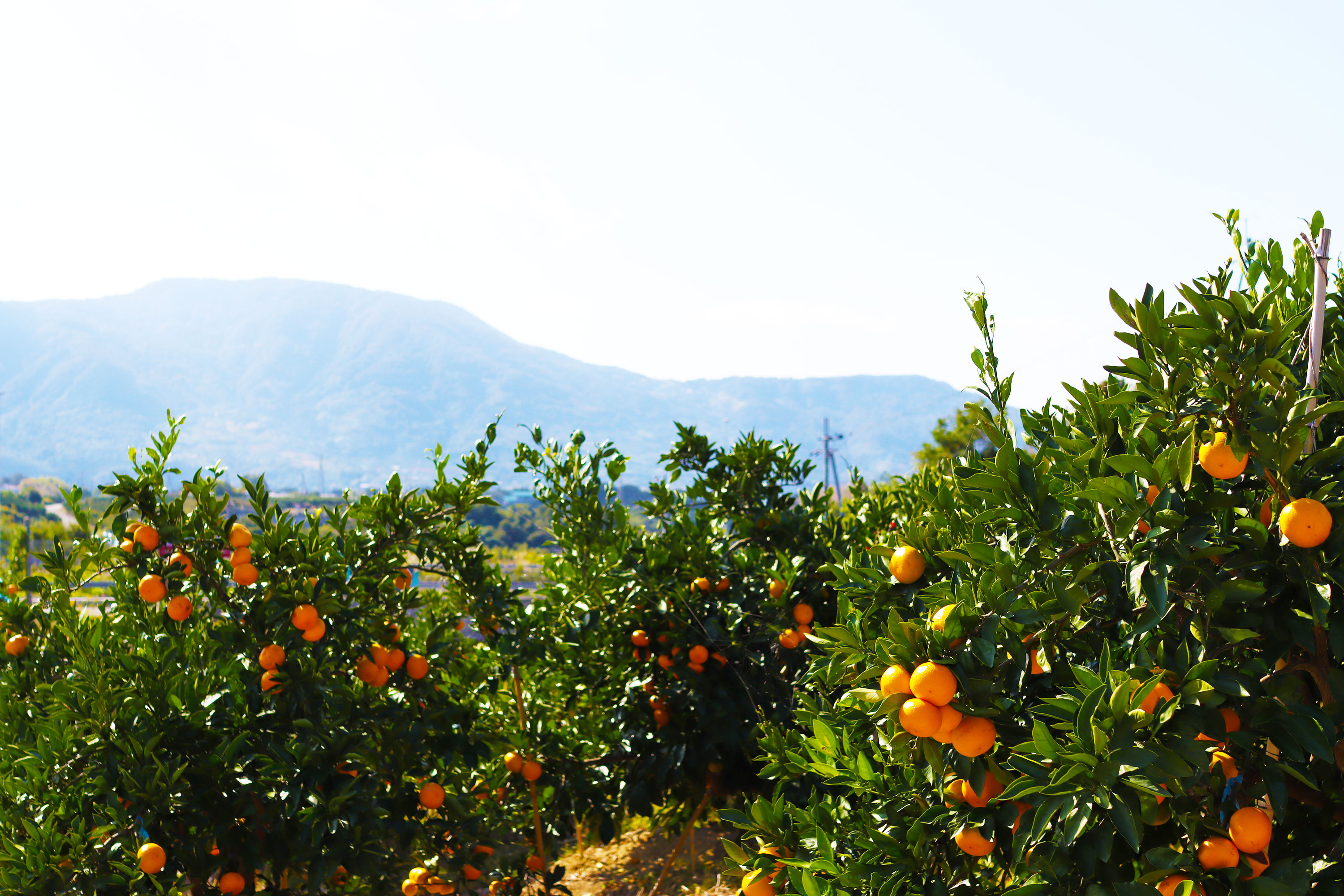 みかん畑風景