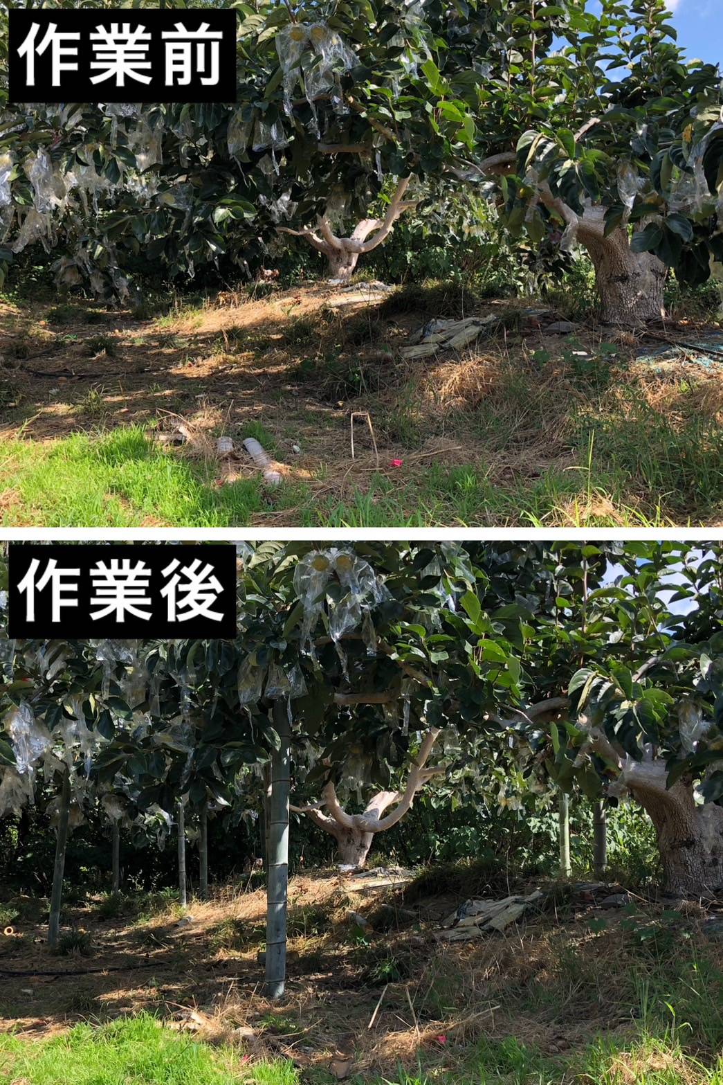 紀の川柿