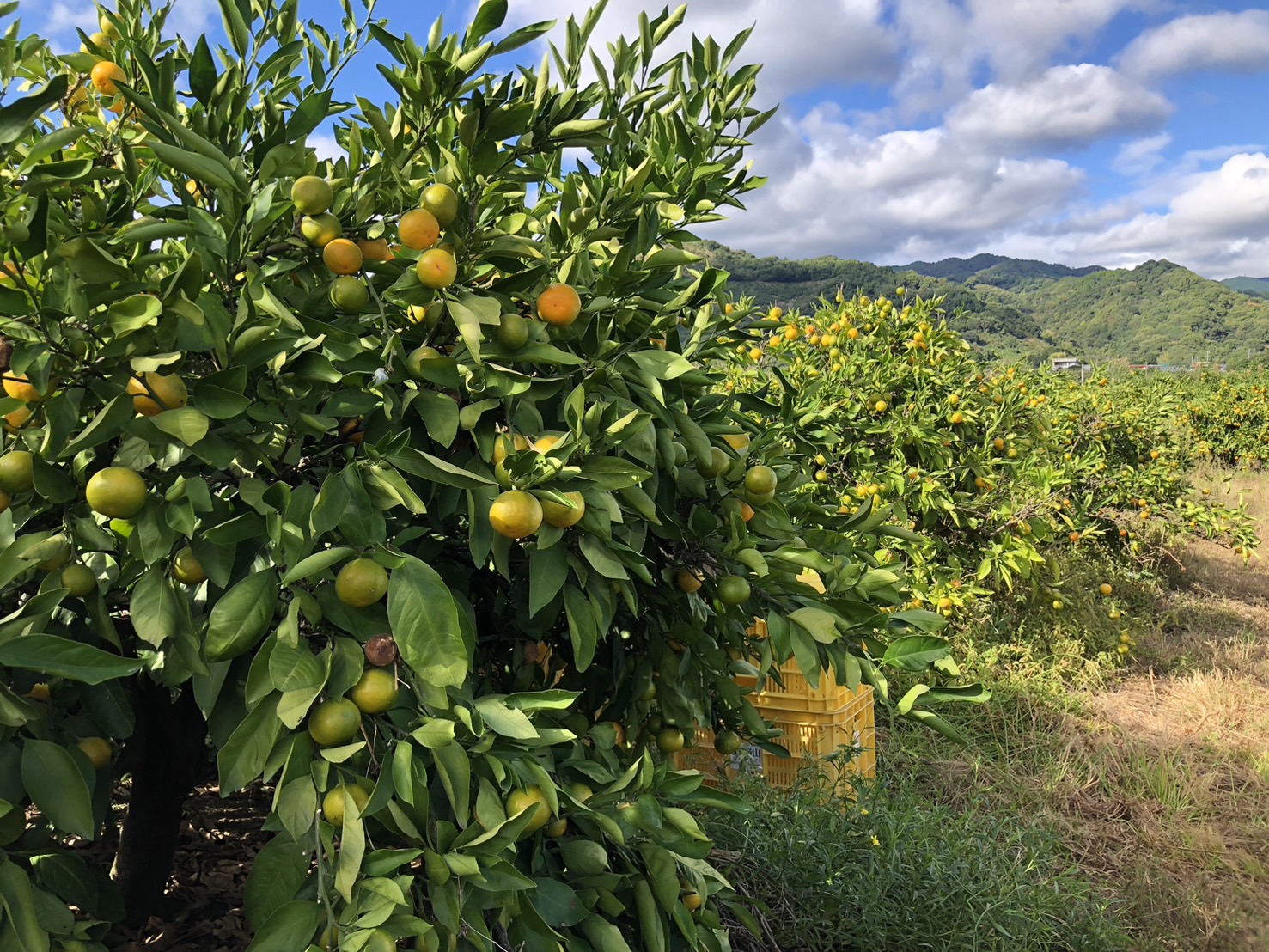 みかんが実ってる