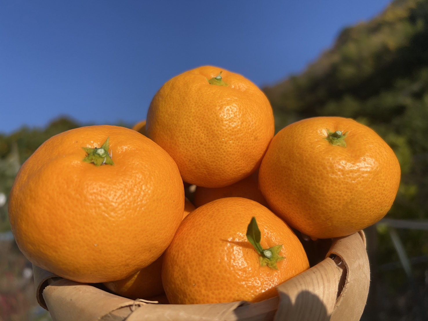 甘姫小町みかん