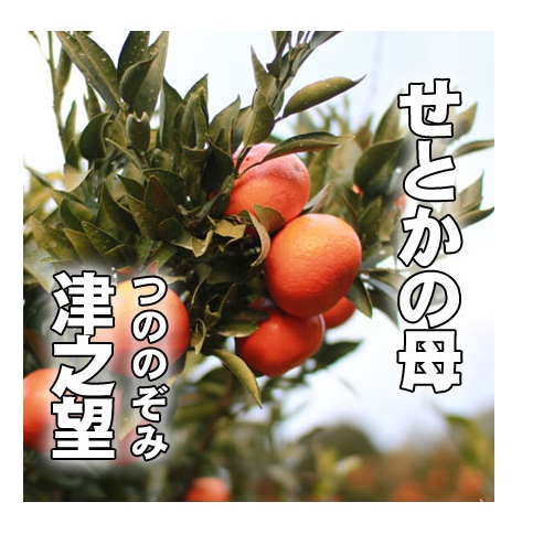 果樹全書 カンキツ 果樹全書 カンキツ 楽天市場】柑橘（カンキツ）類：園芸ネット予約店