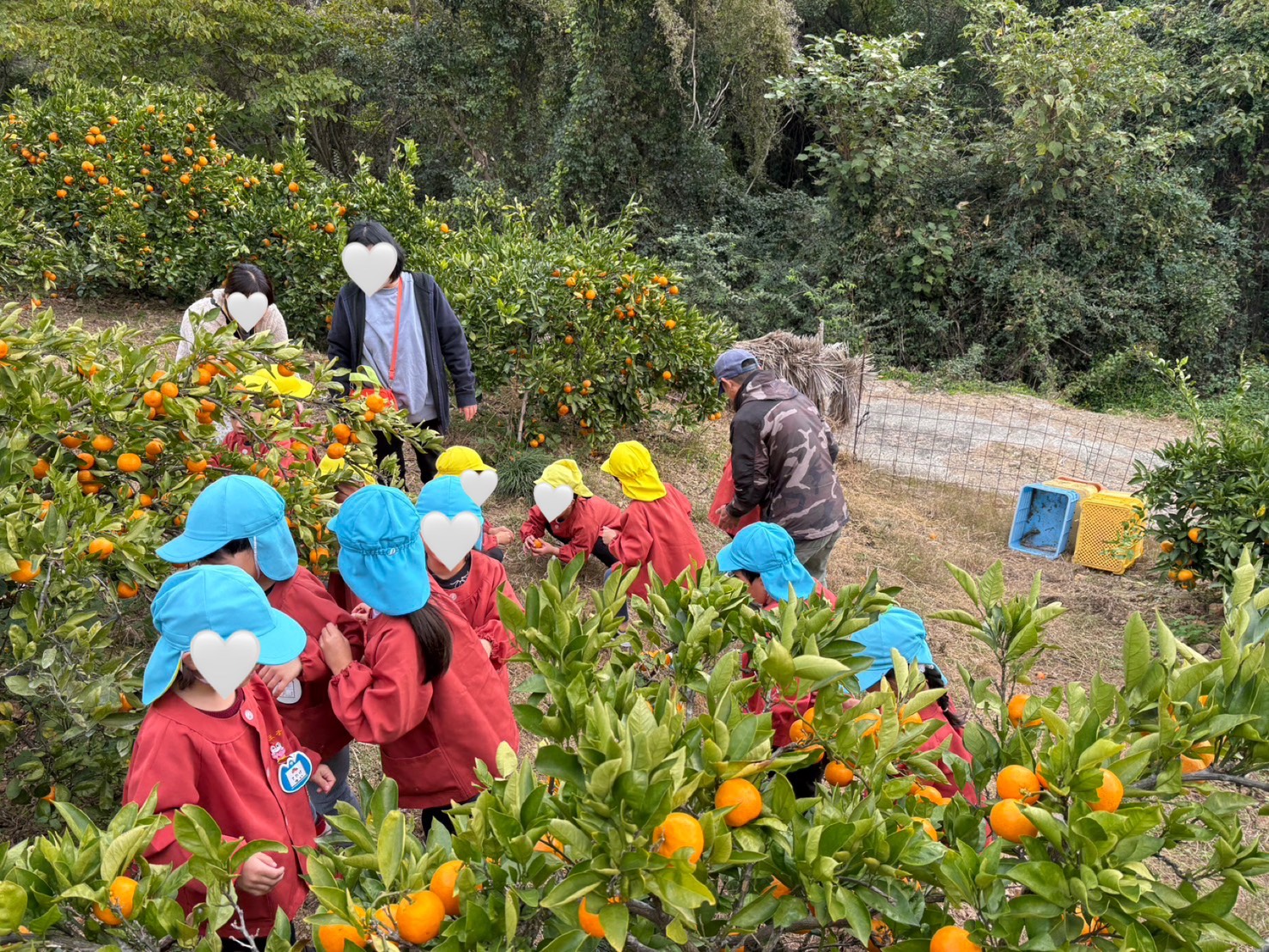 みかん狩り