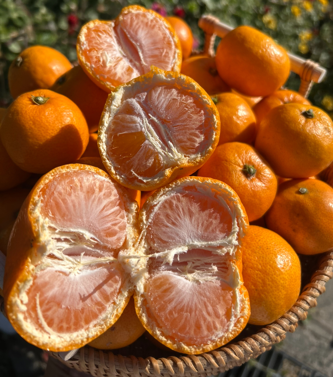 甘姫小町みかん