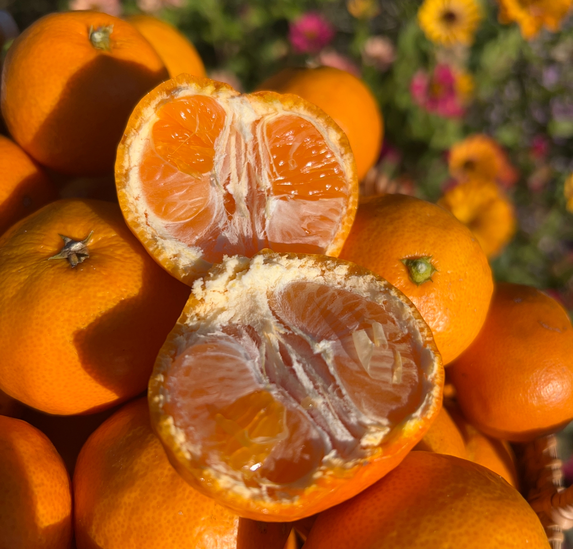 甘姫小町みかん