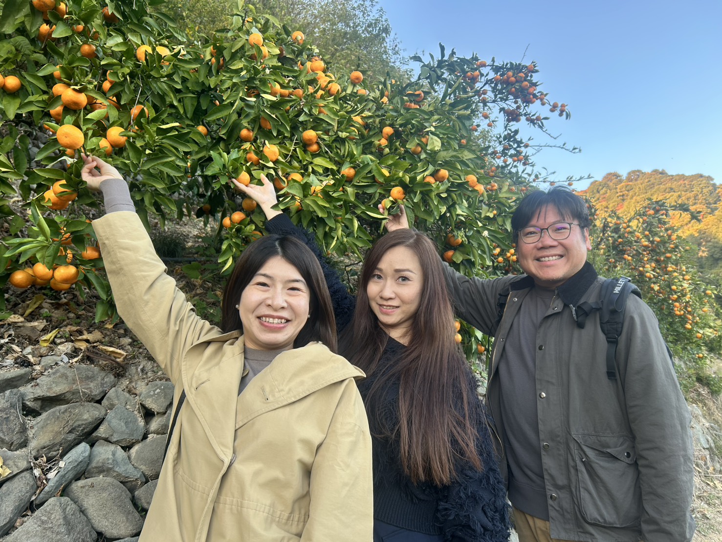 みかん狩り