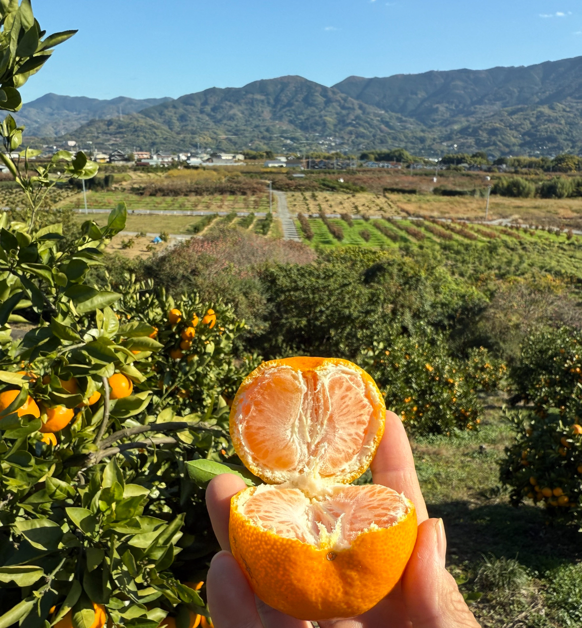 みかん