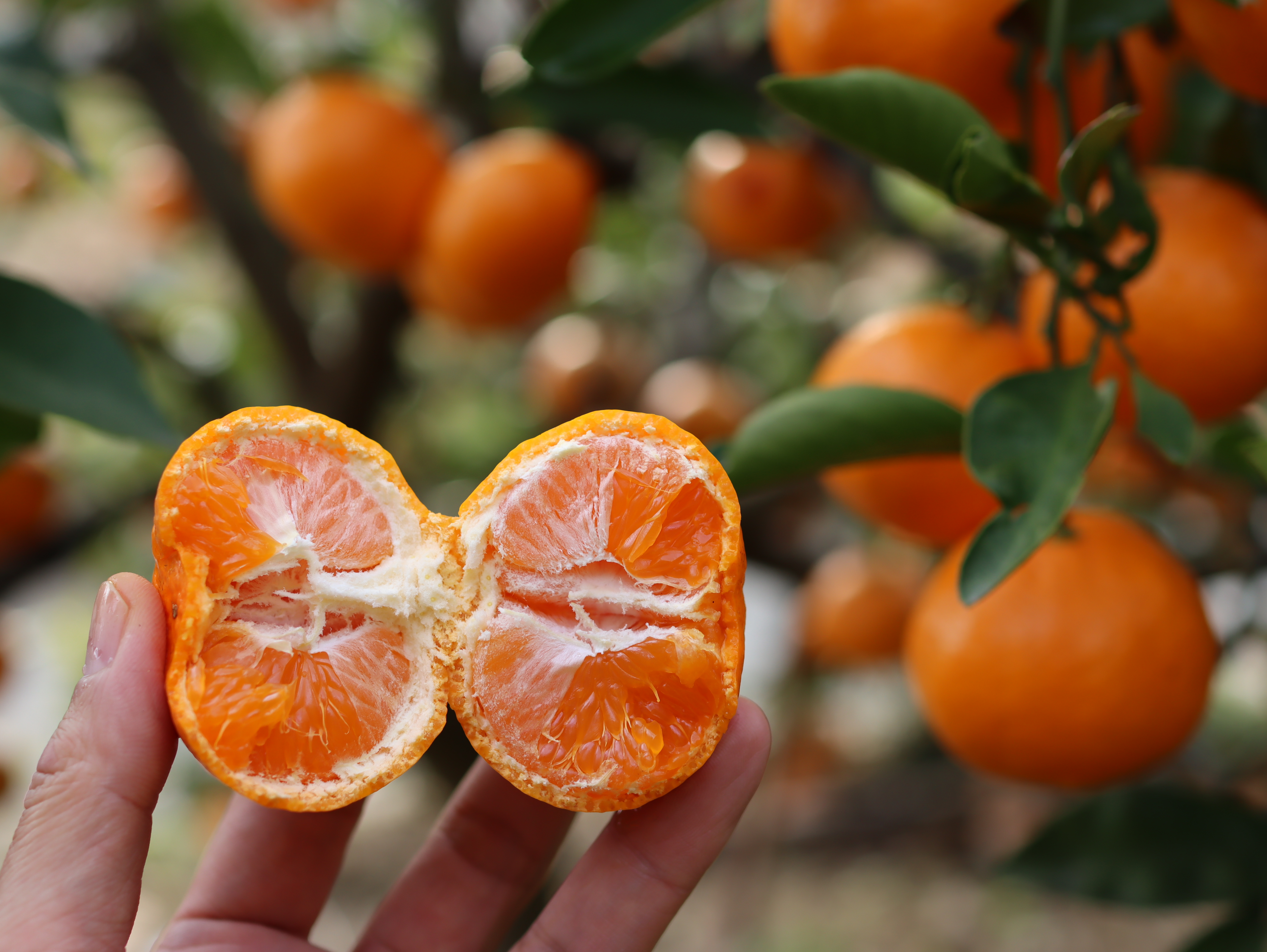 甘姫小町みかん