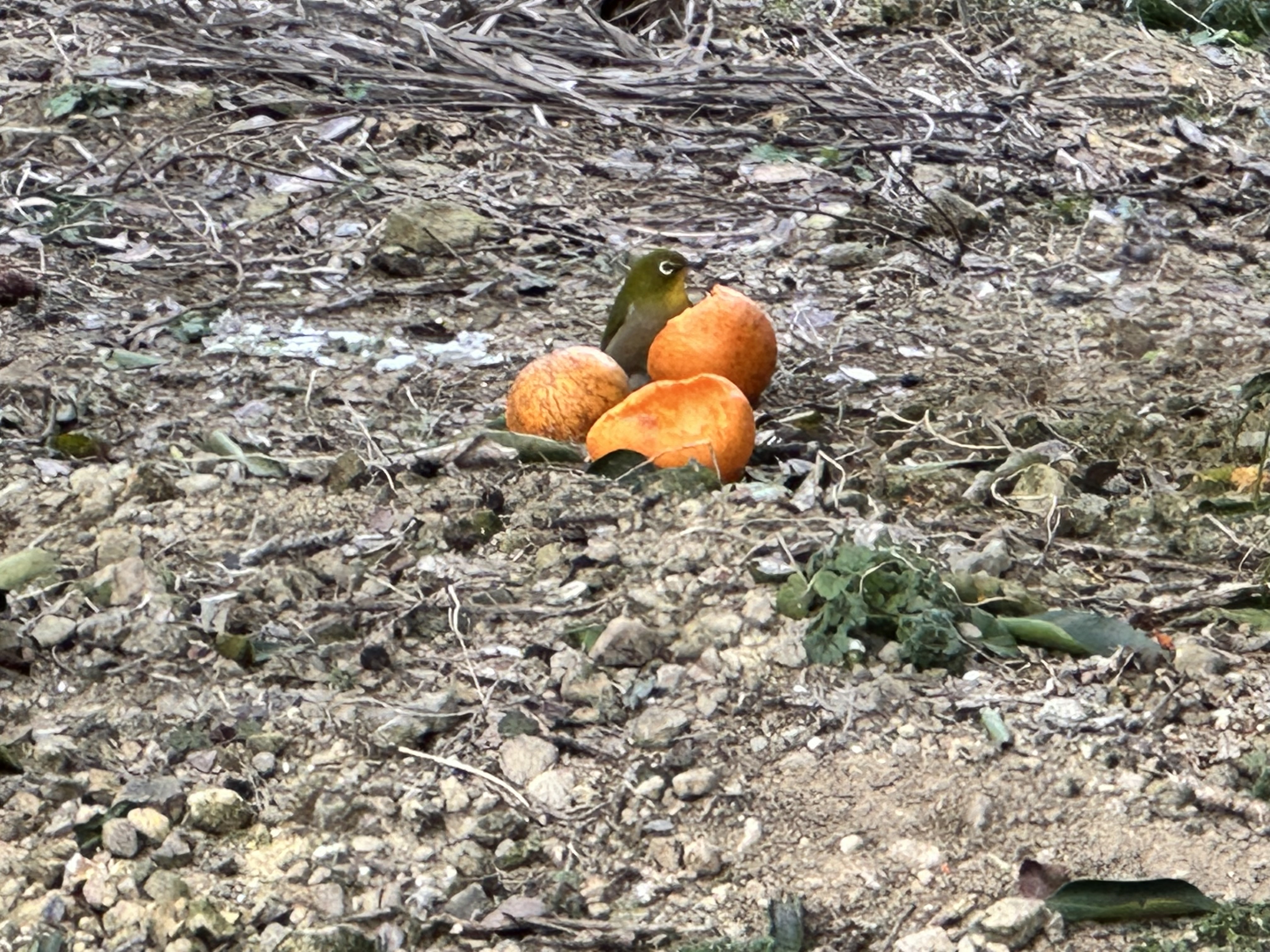 大変お待たせしました！ブラッドオレンジ始まりました！（観音山