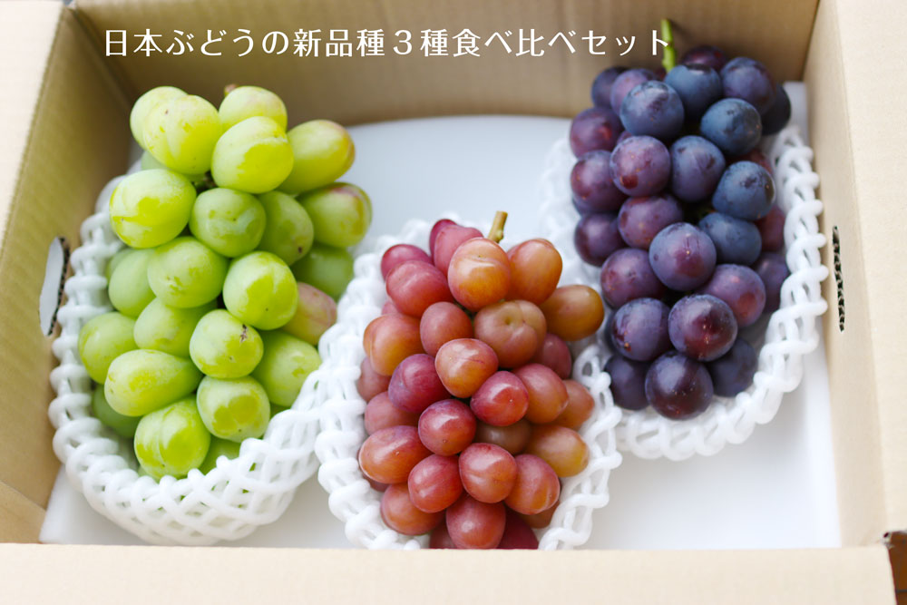 バイオレットキング、マイハート、BKシードレス。新品種を最大33