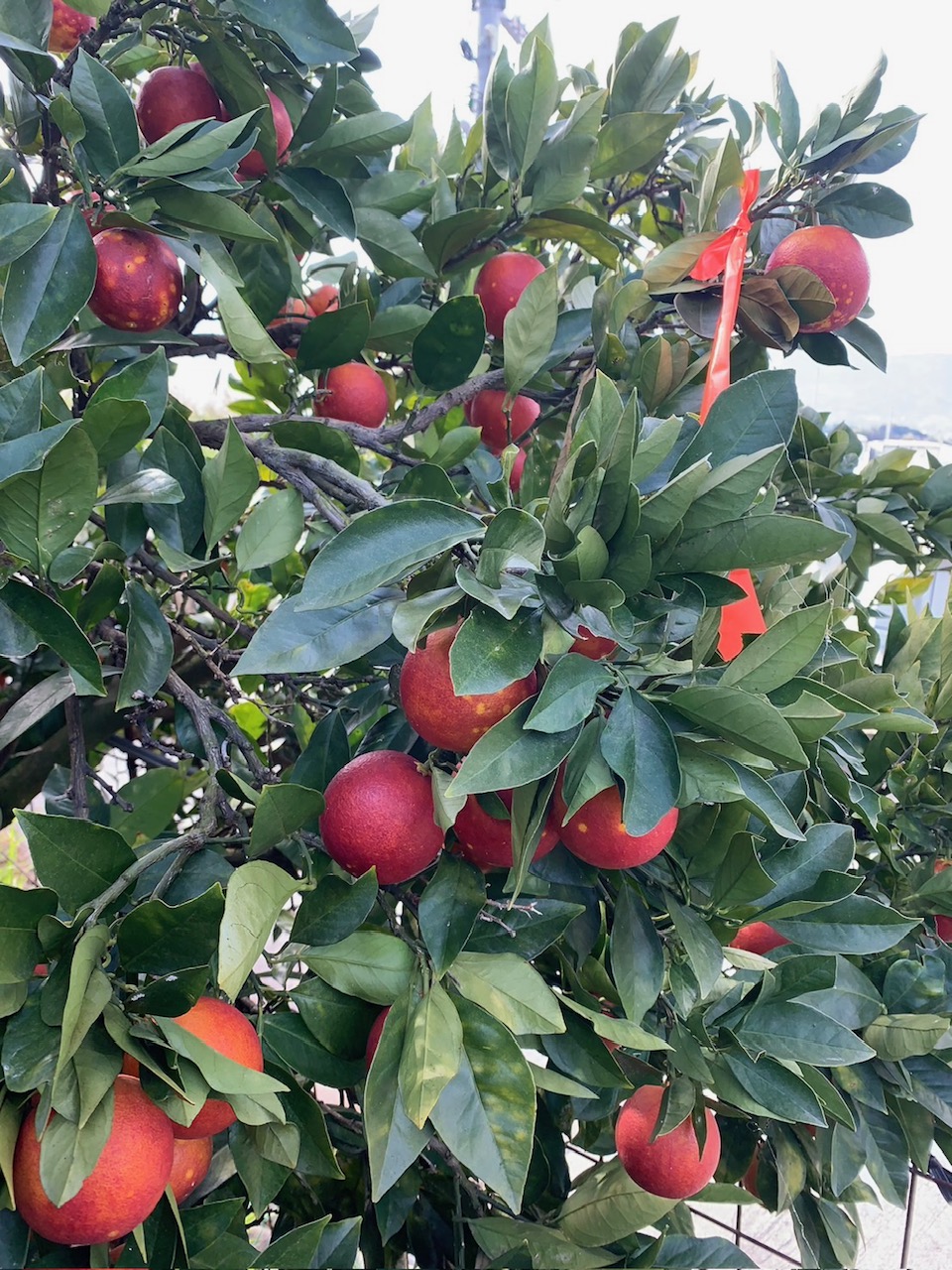 ブラッドオレンジ