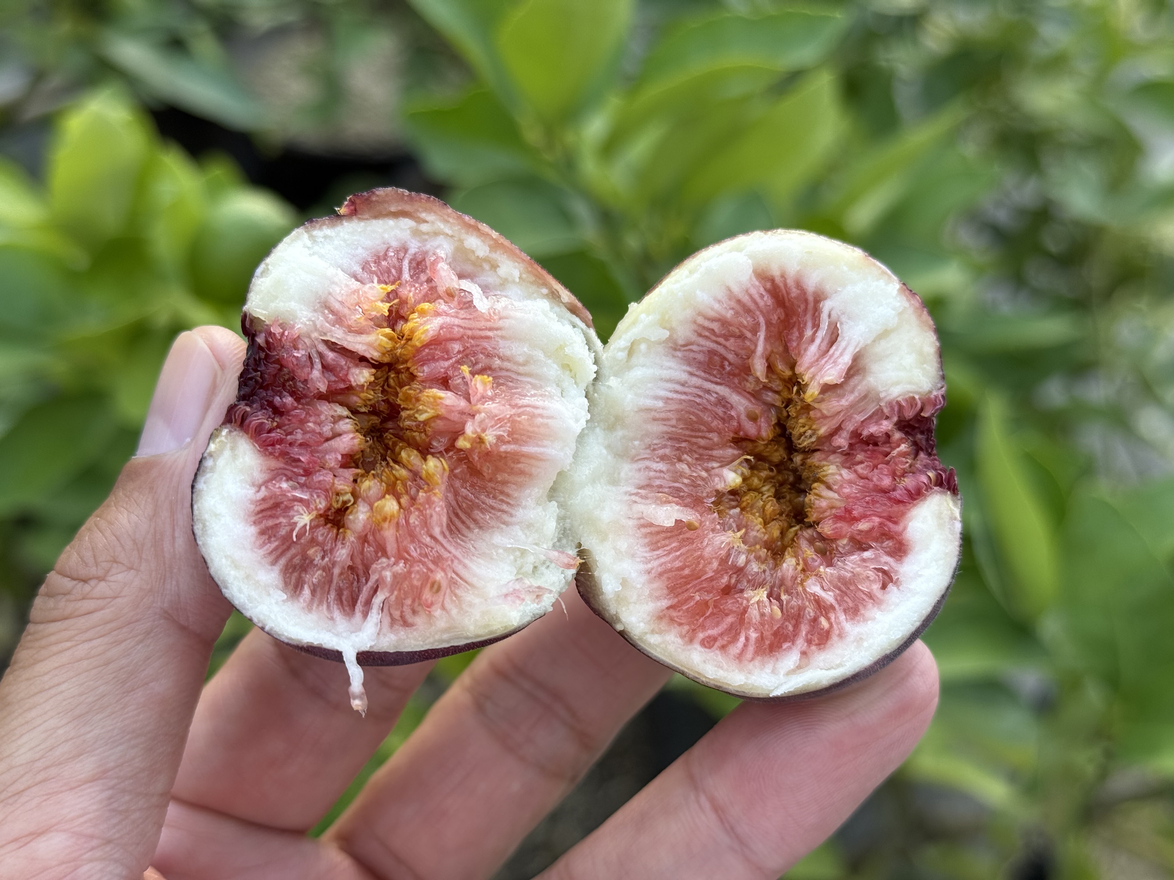 今日のイチジク