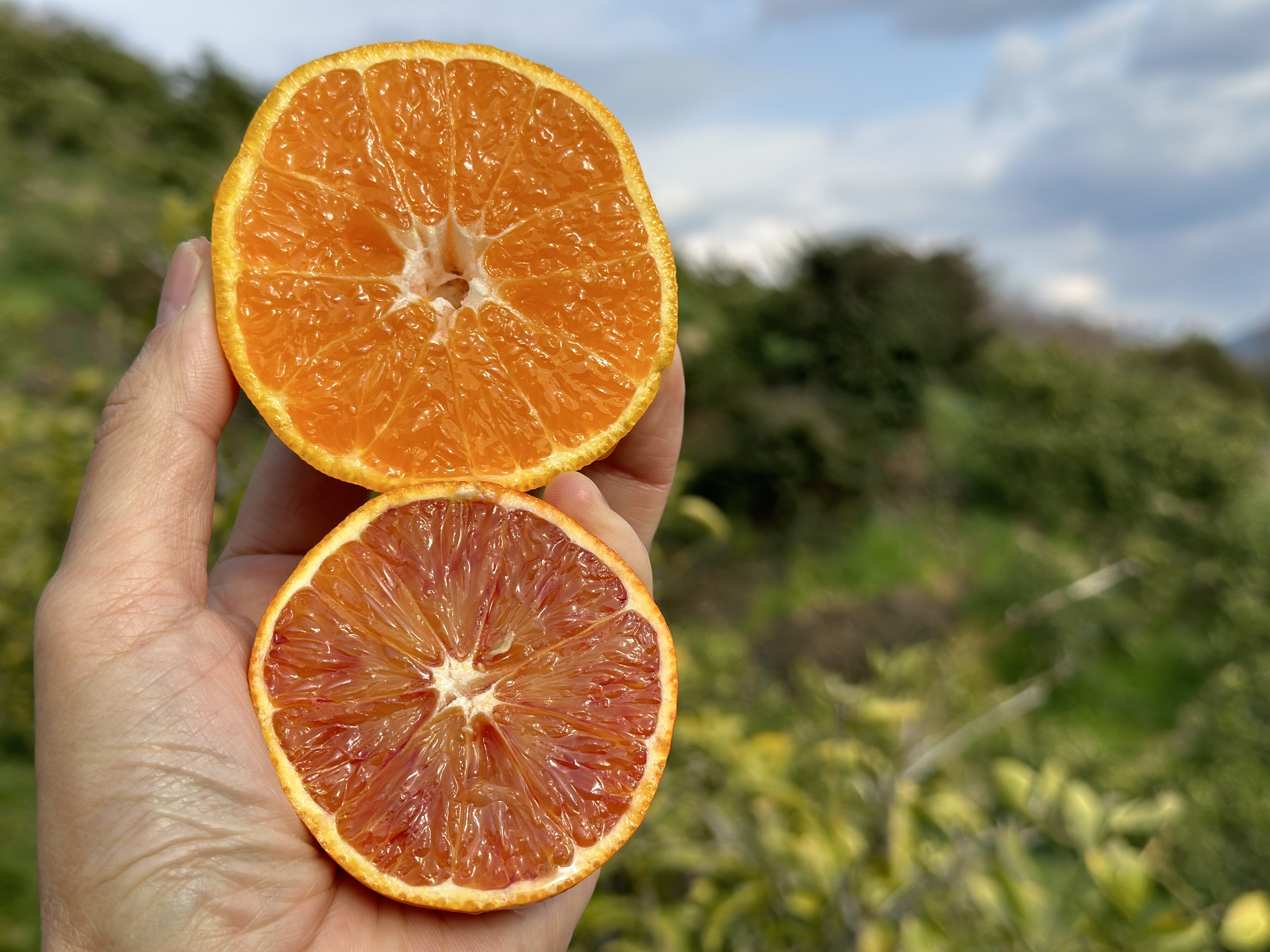 ブラッドオレンジとデコ柑