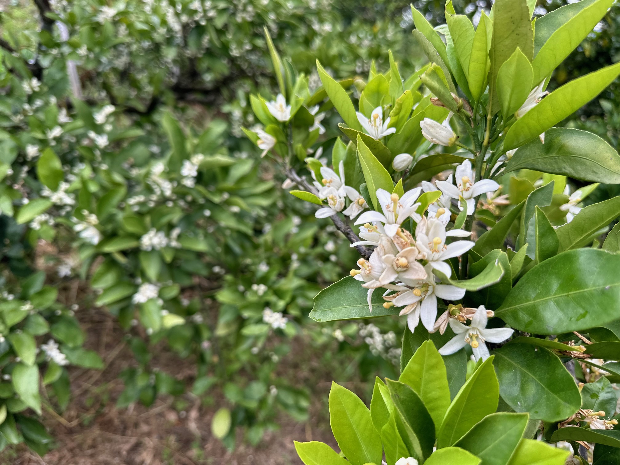 みかん花