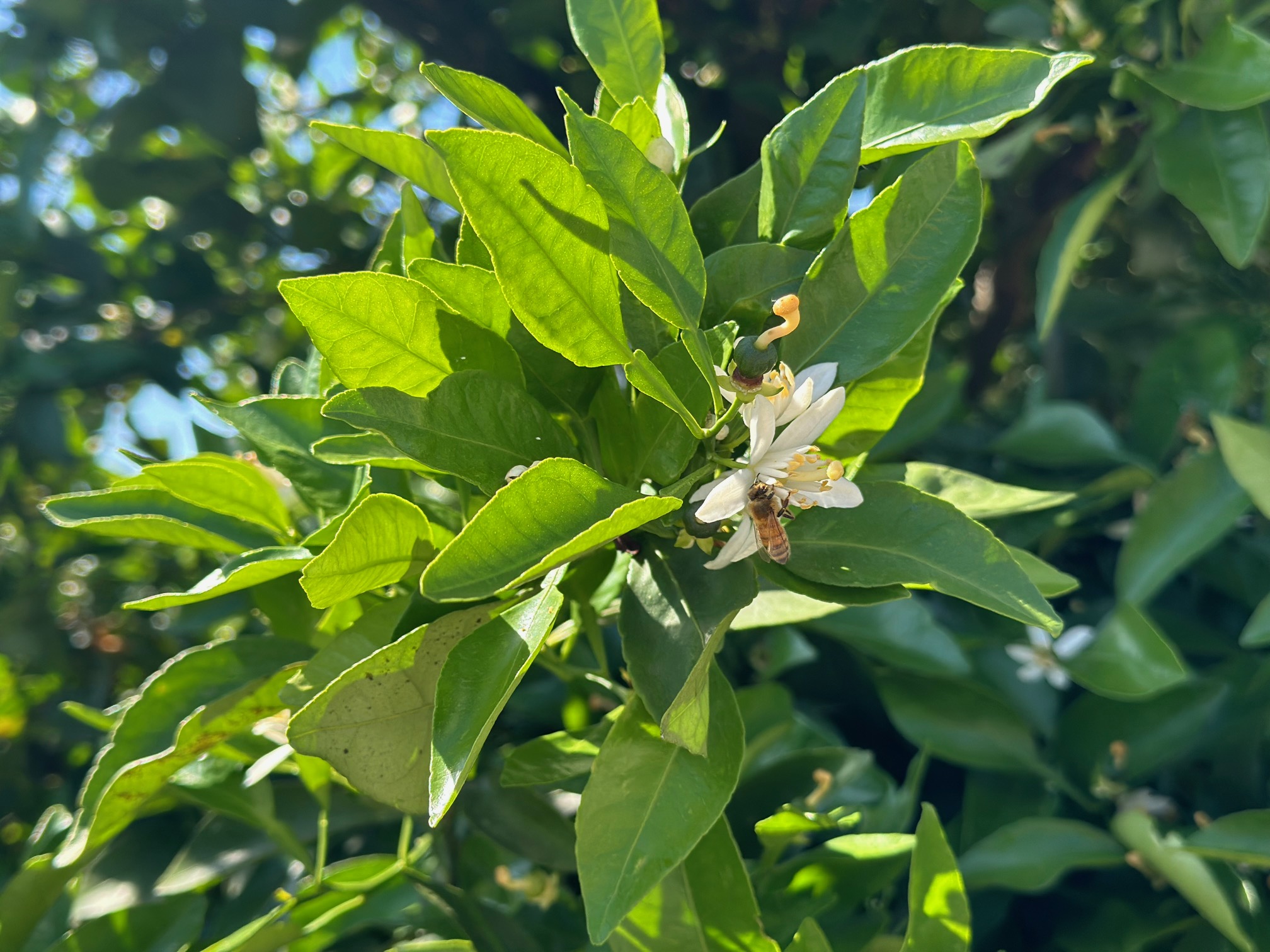 みかん花