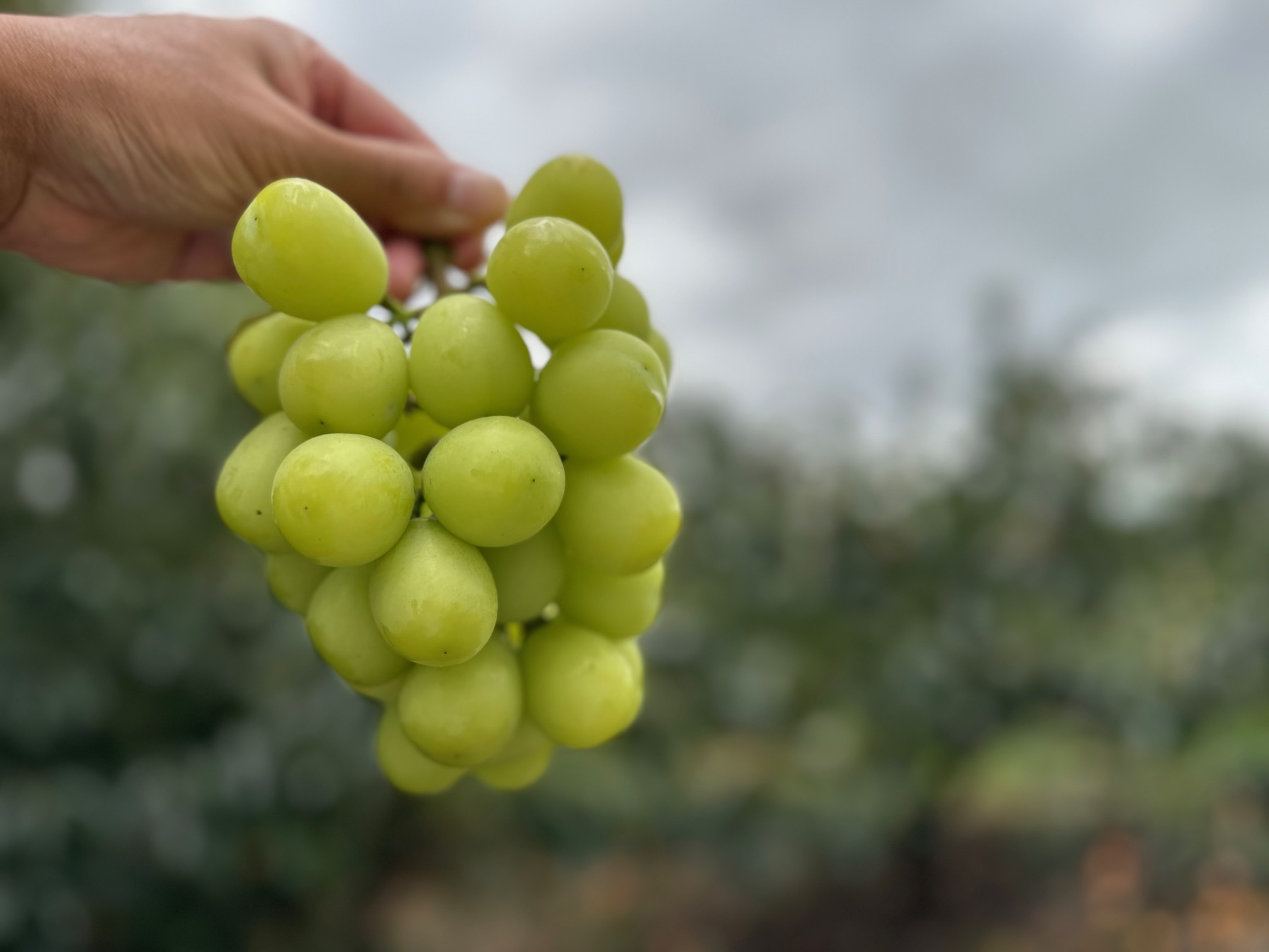 シャインマスカット