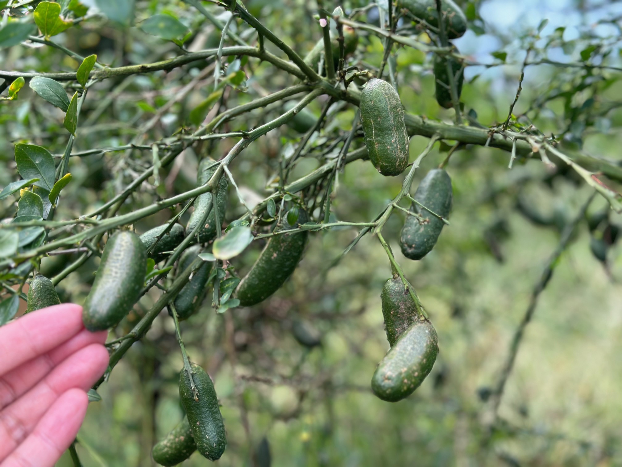 キャビアライム