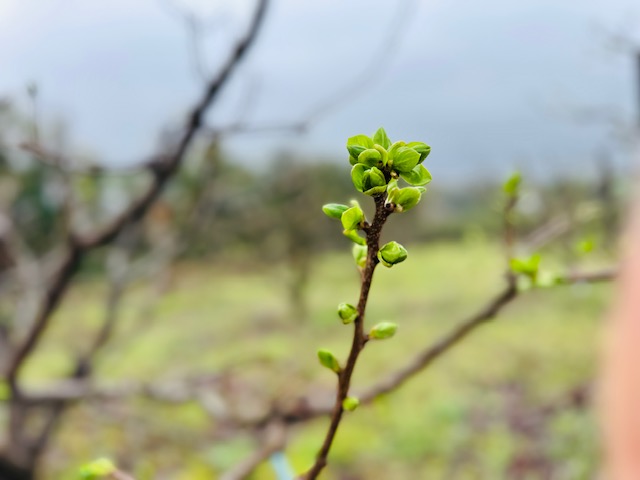 柿の芽