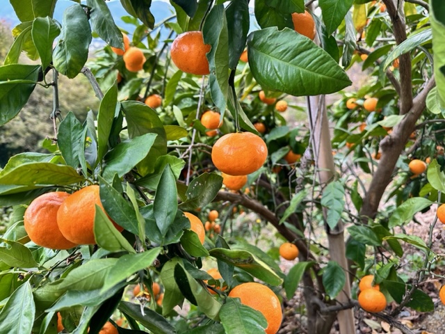 福寿小町