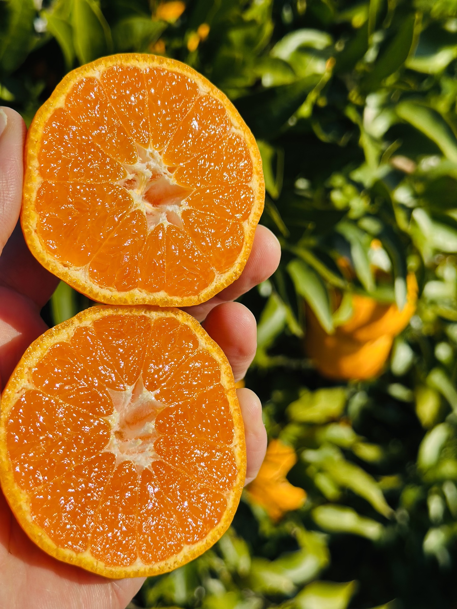 越年みかん達の収穫大感謝祭！オレンジ祭開催中！（観音山フルーツ