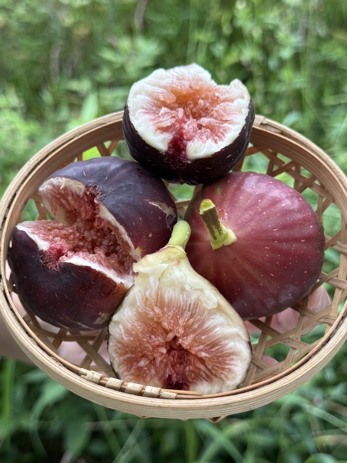 今日のイチジク