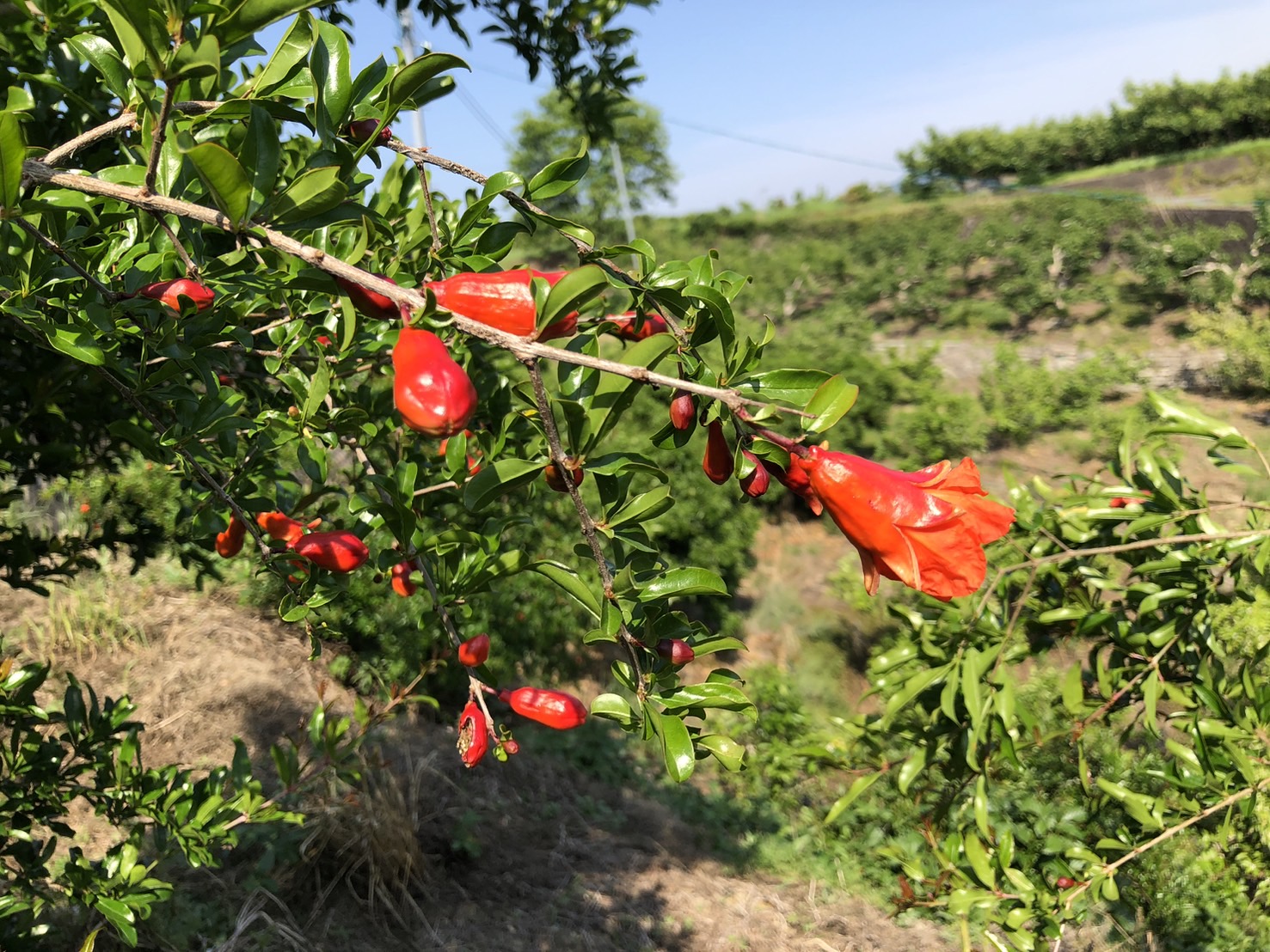 ザクロの花