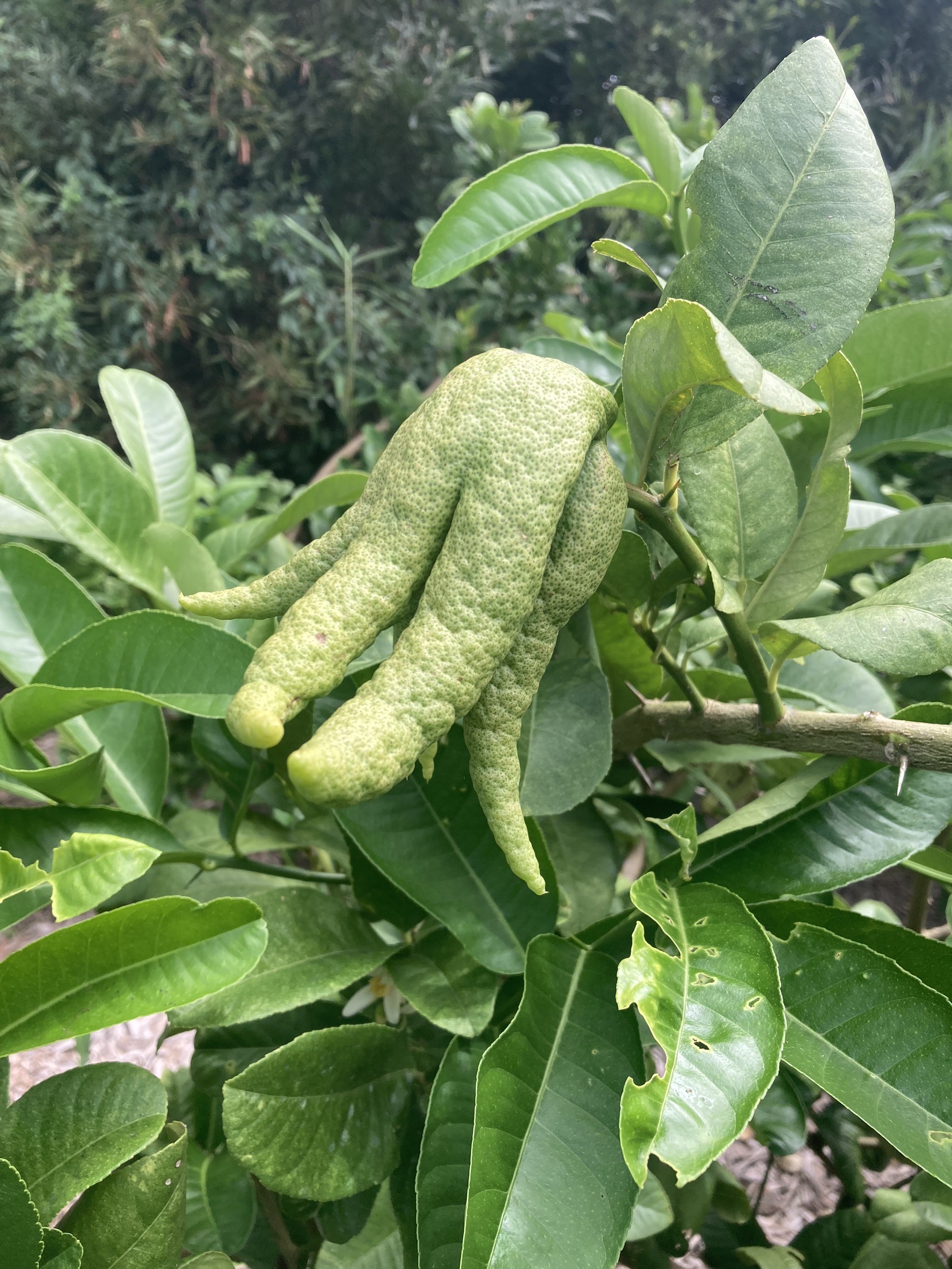 佛手柑
