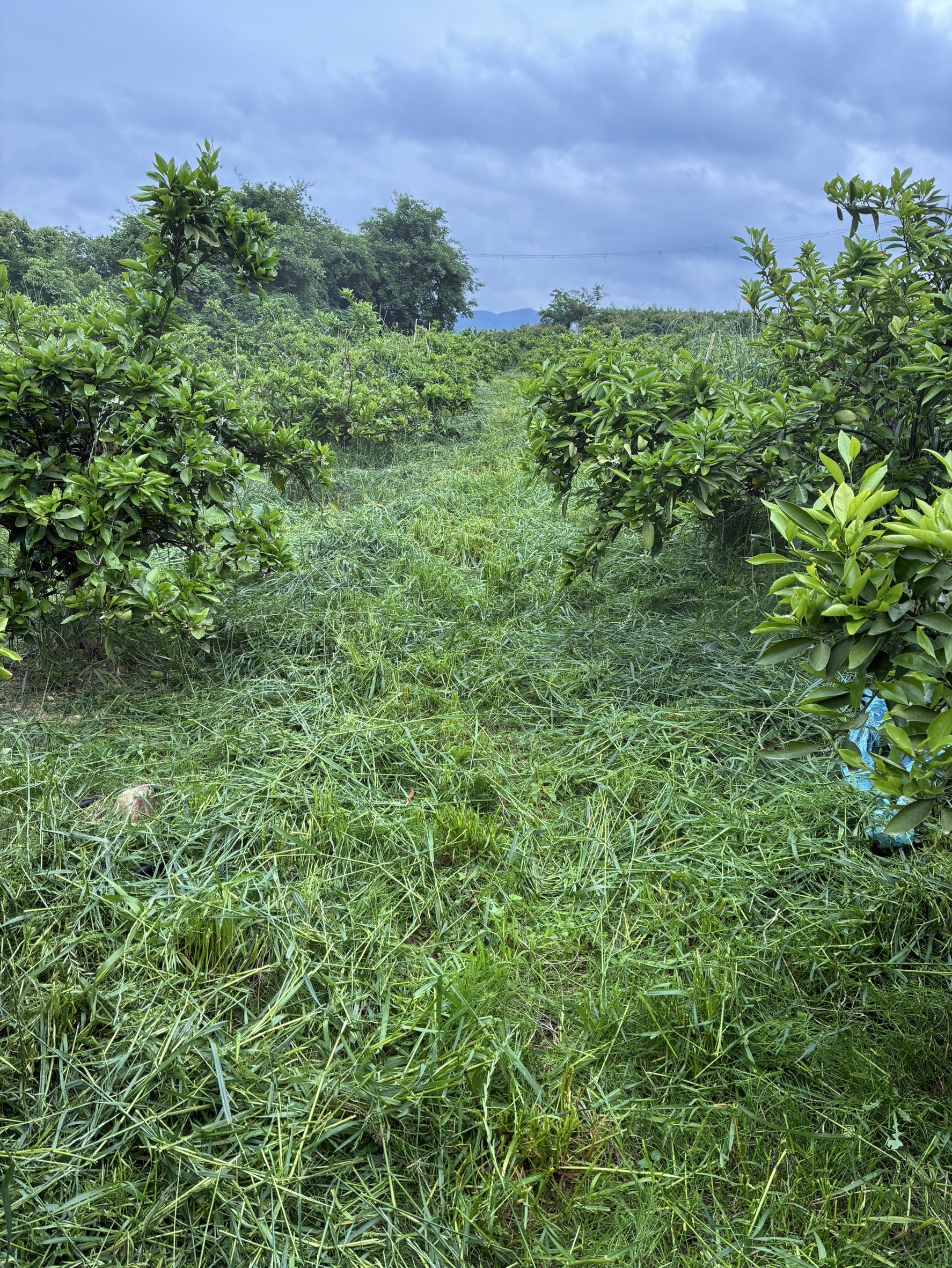 草