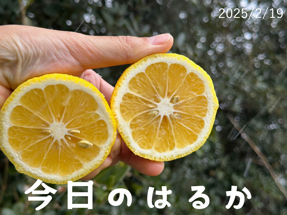 はるか
