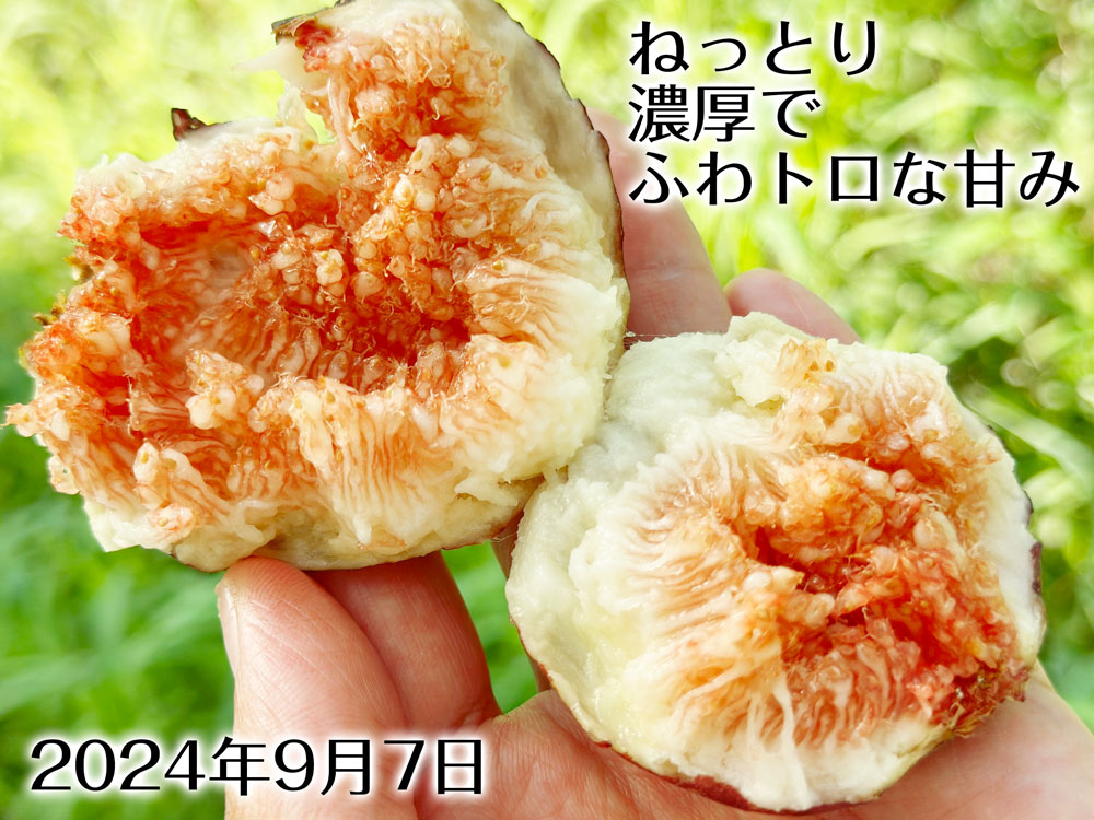 いちじく