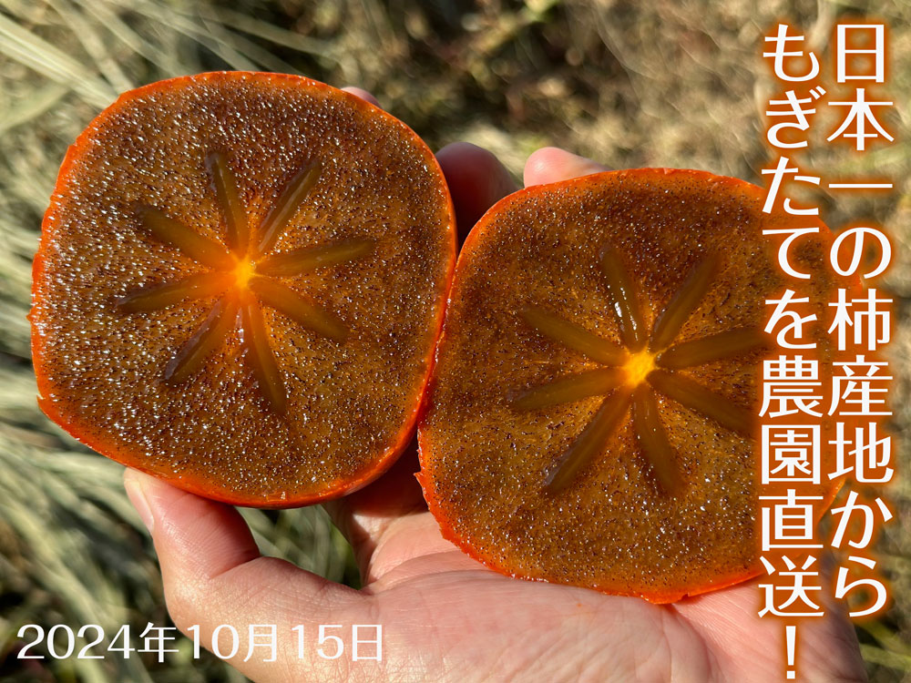 紀の川柿（黒あま蜜柿）