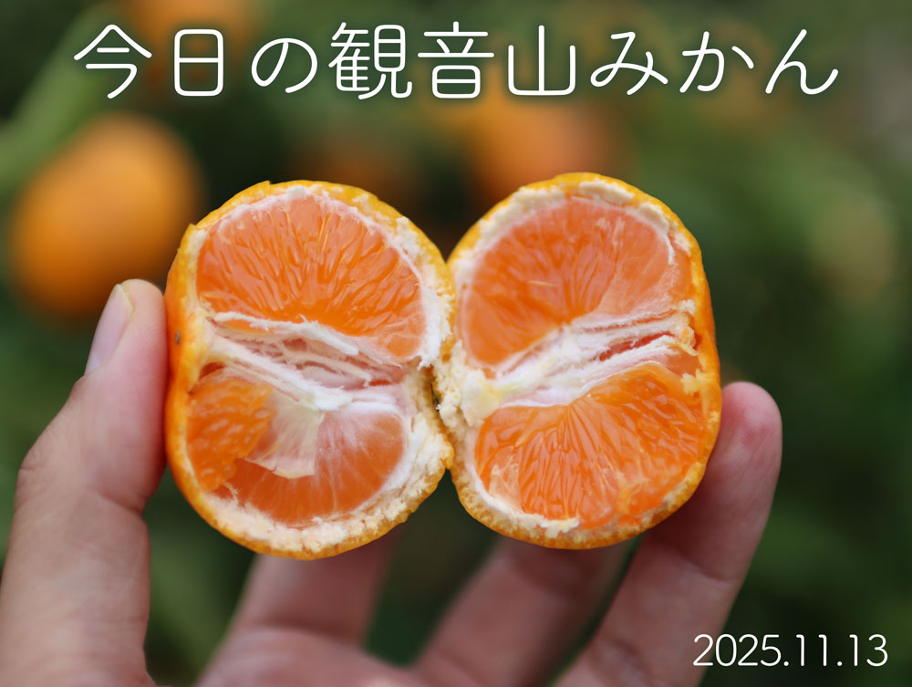 みかん