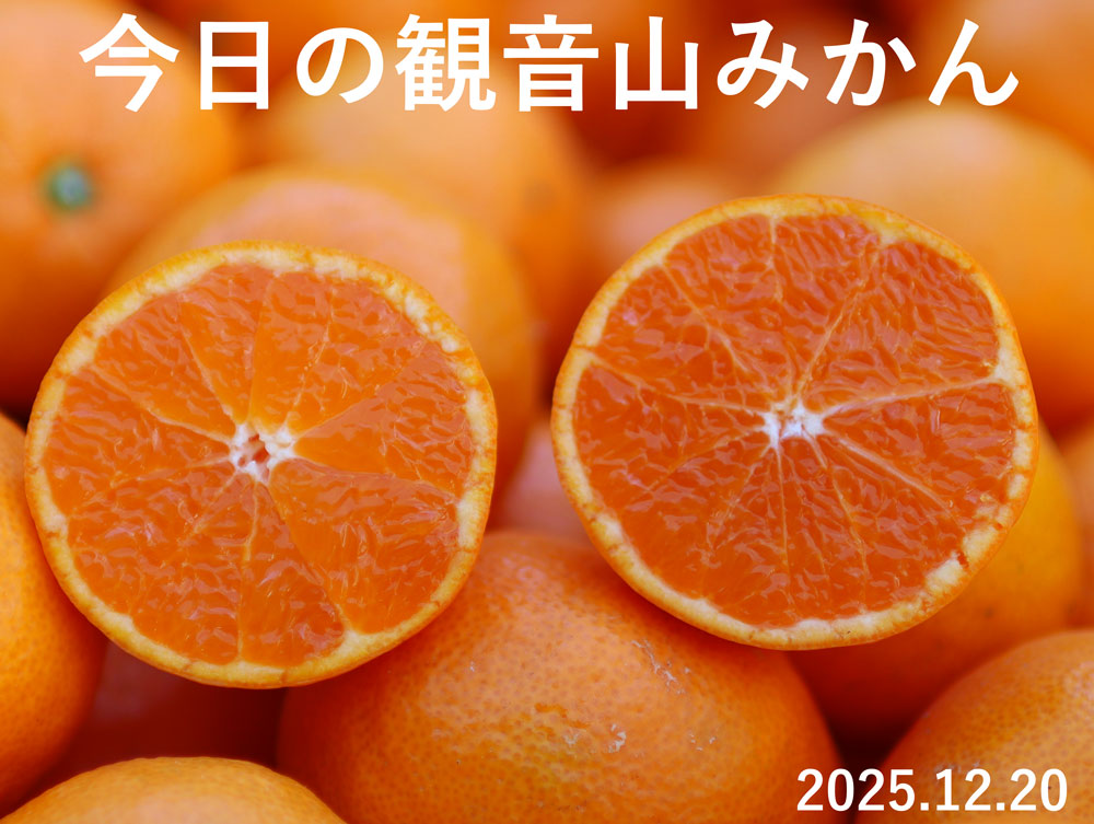 甘姫小町みかん