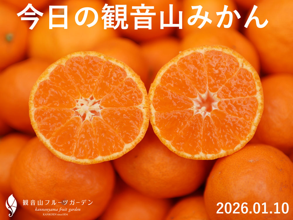 残りわずか！】年越しで赤黒く完熟！甘～い「越年みかん」＆苦くない