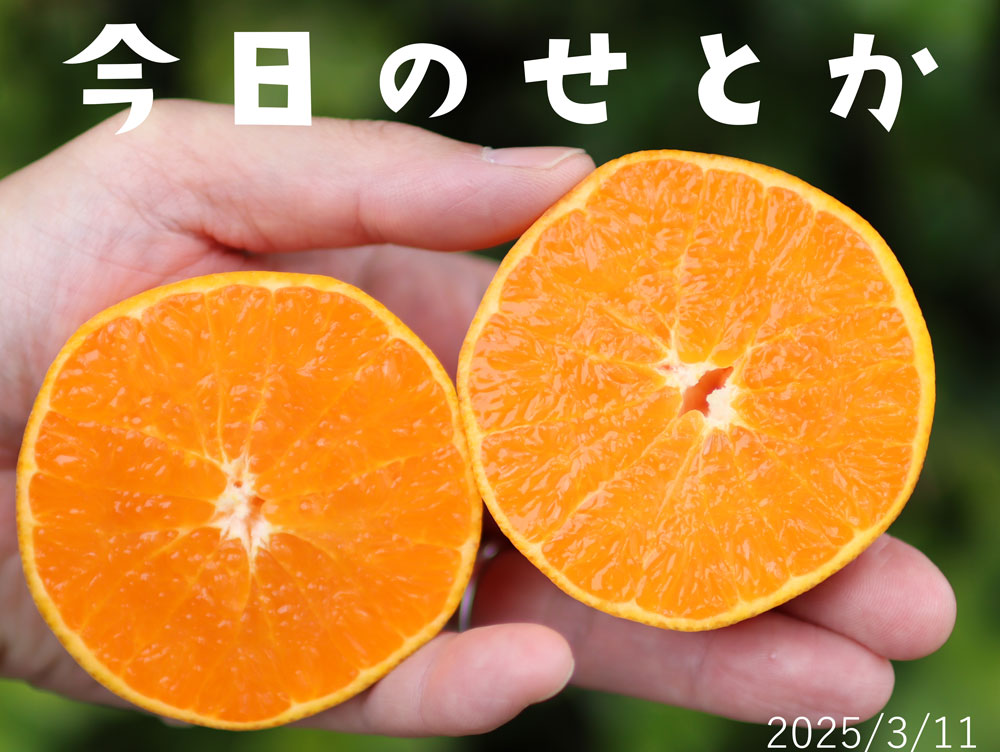 せとか