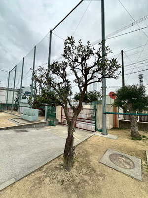 たちばな
