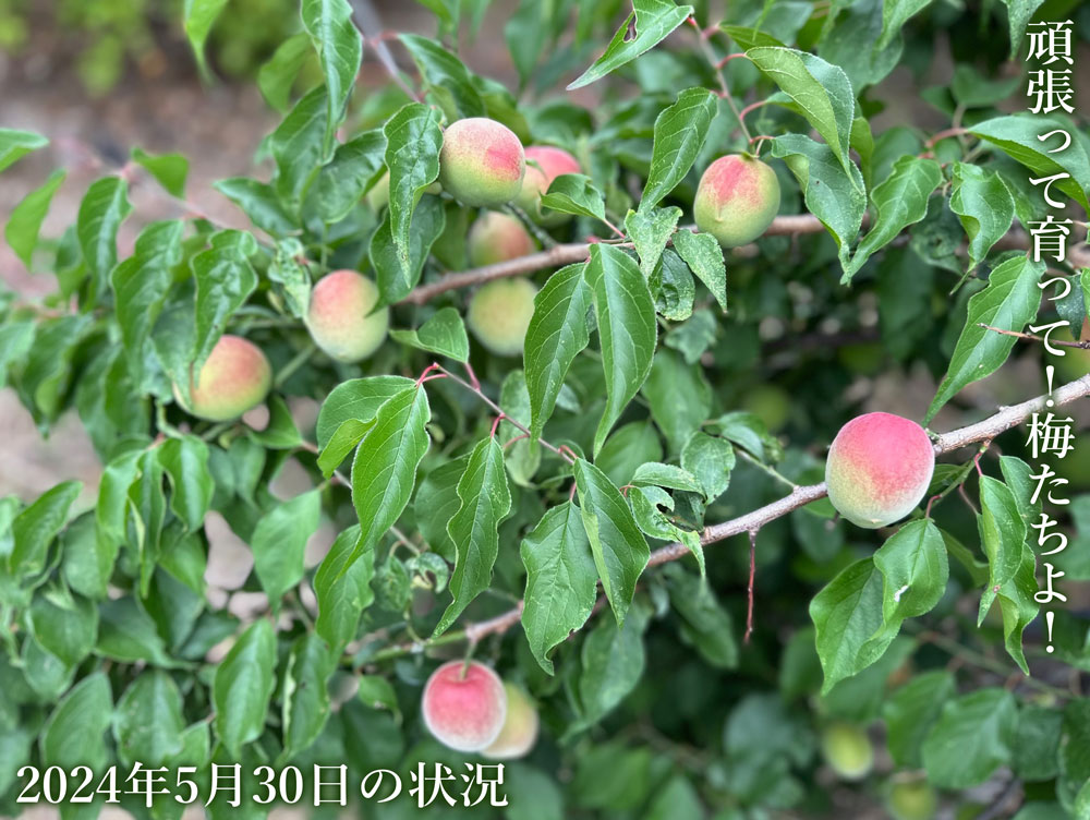 梅