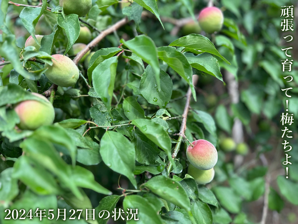 梅