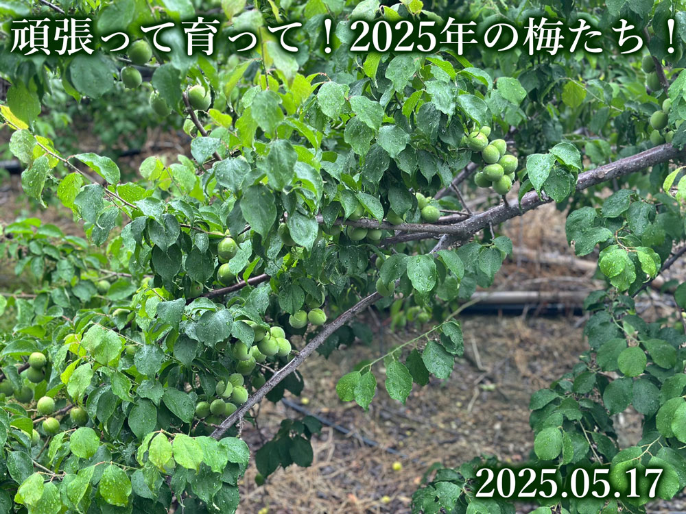 梅
