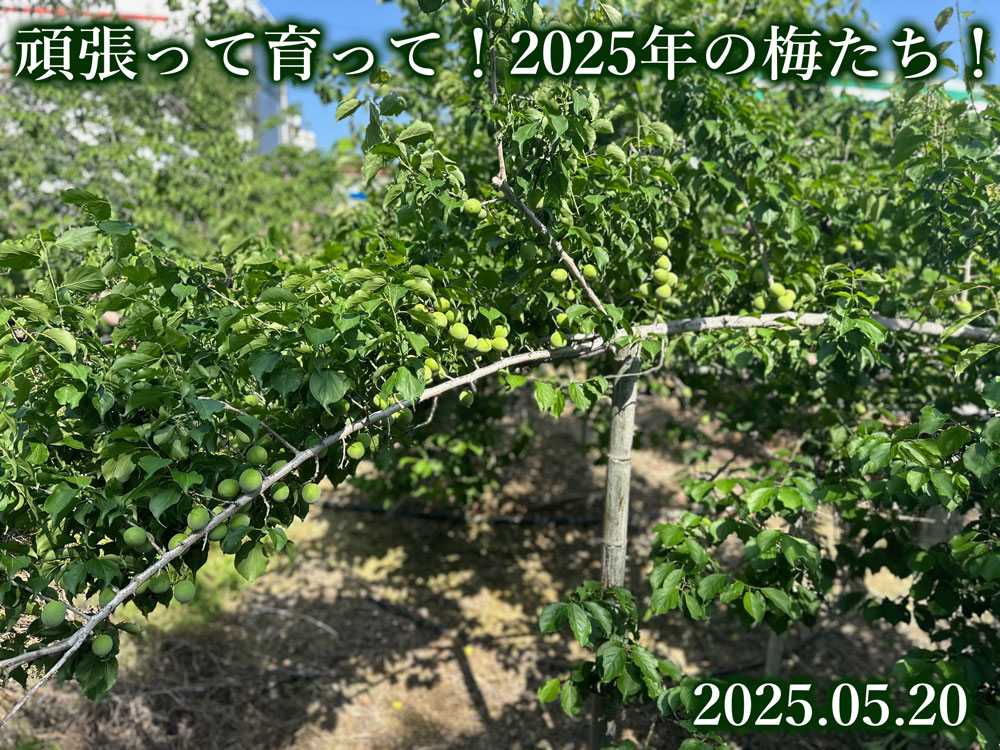 梅