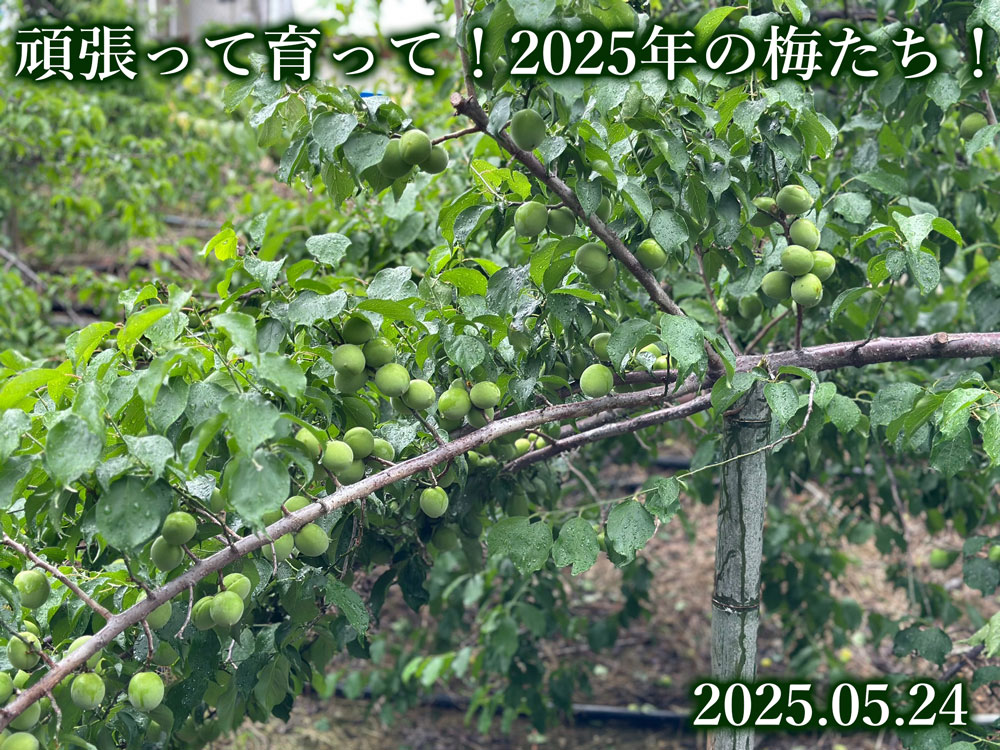 梅