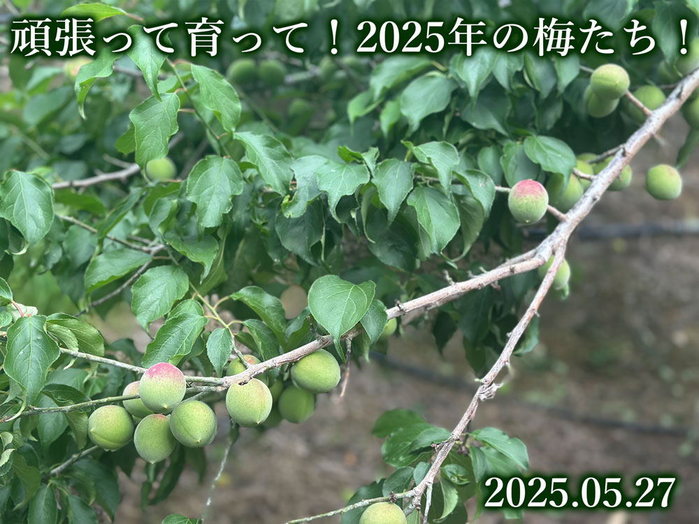 梅