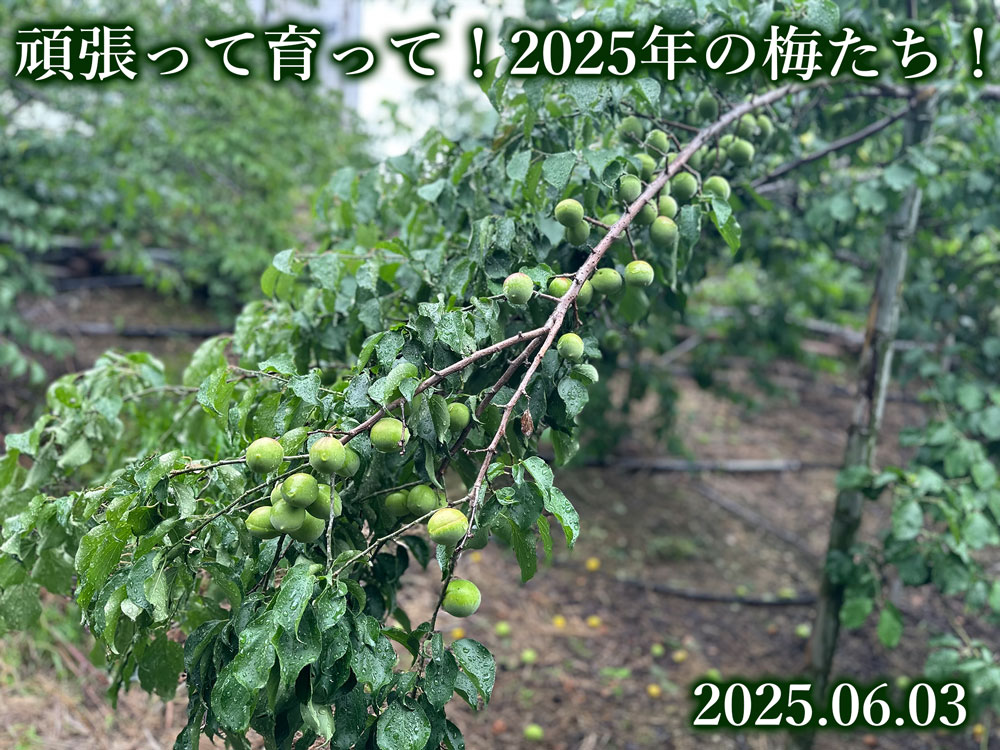 梅