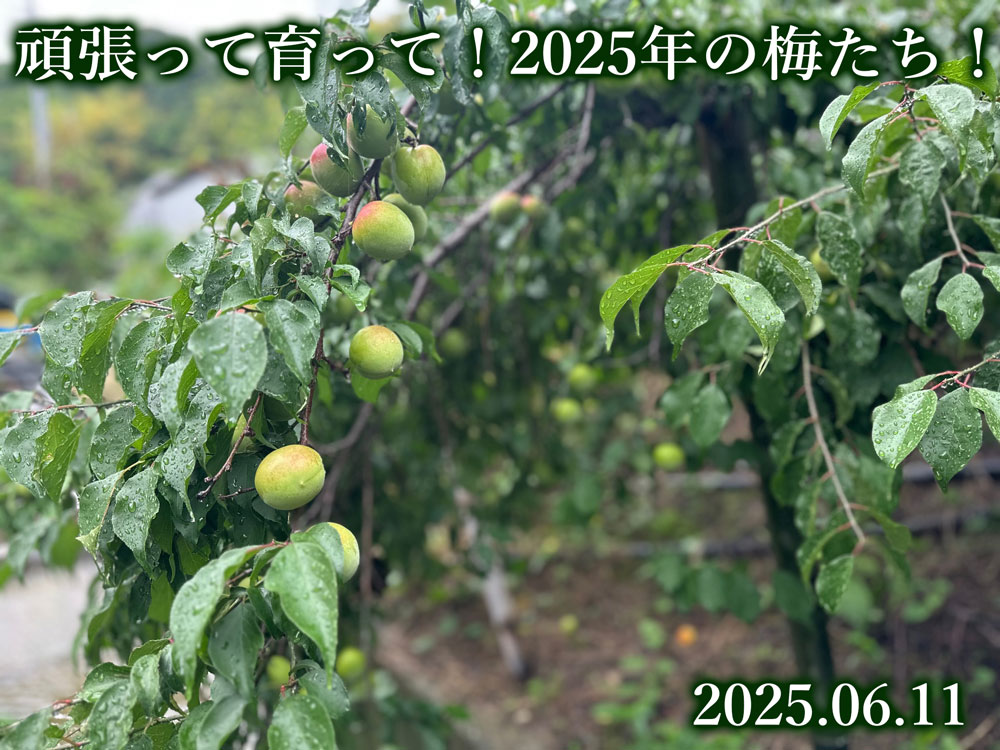 梅