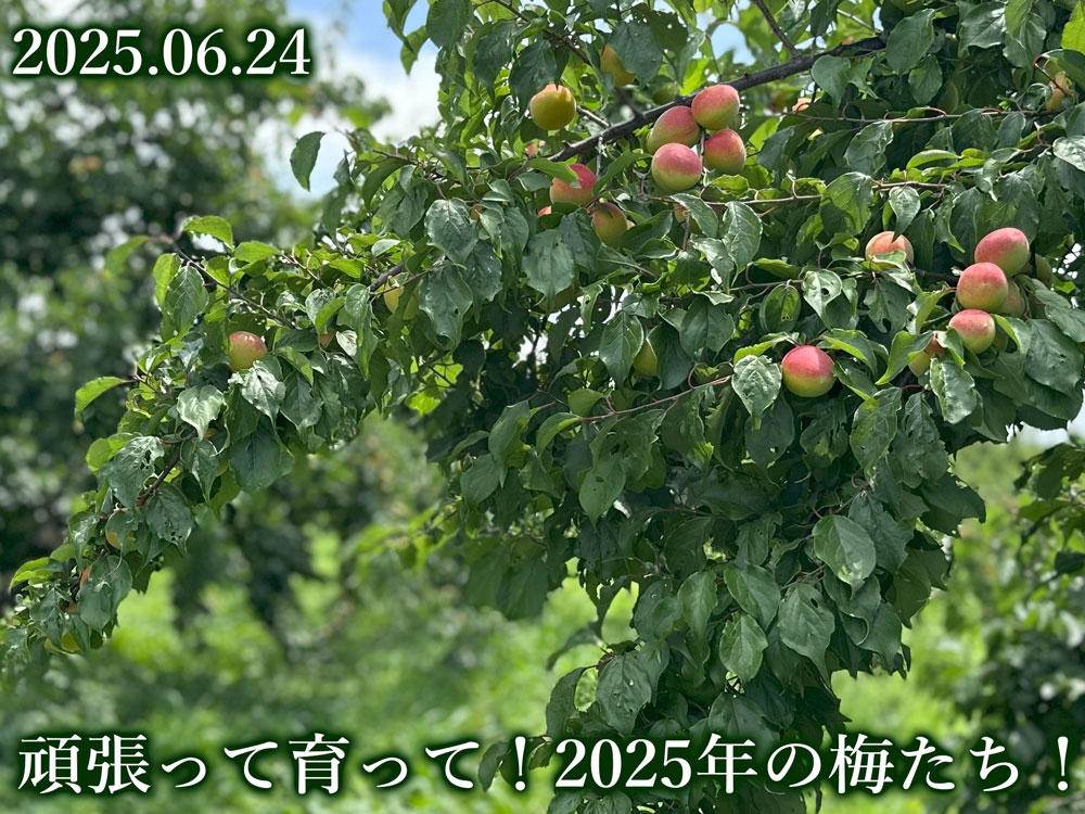 梅
