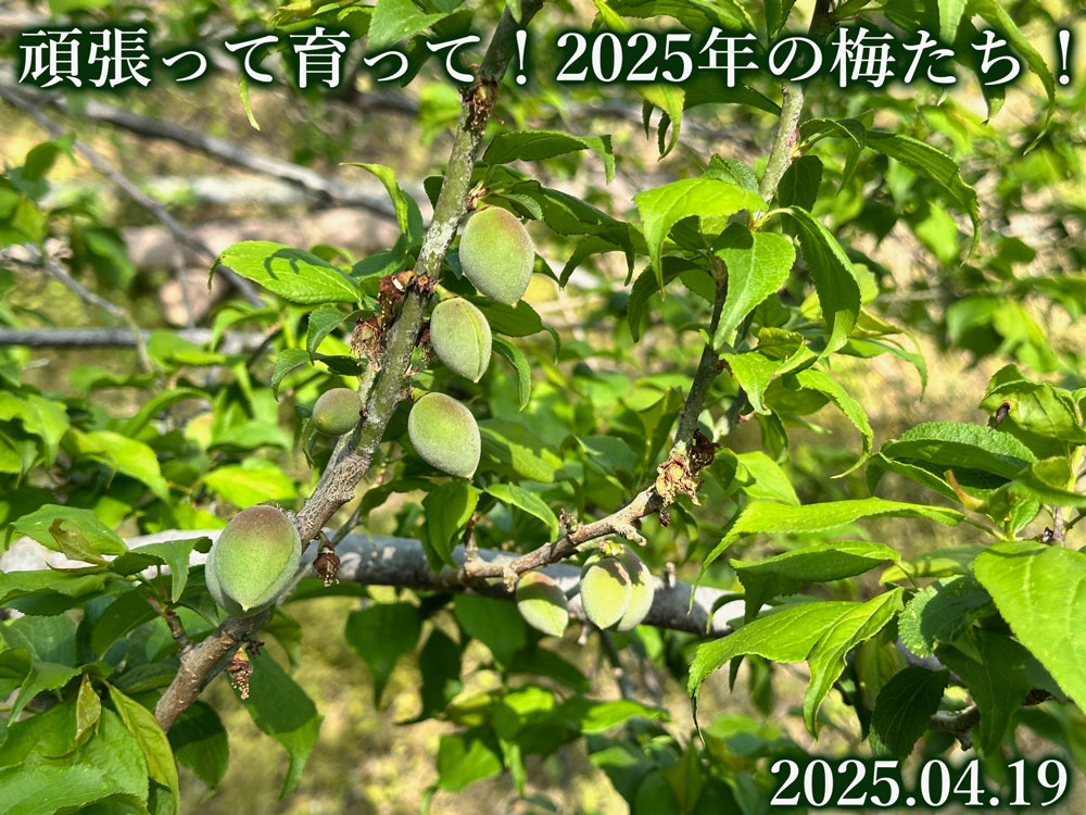 梅