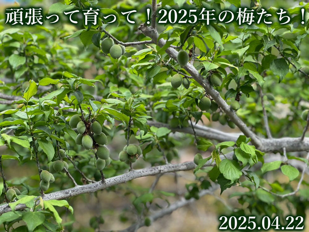 梅