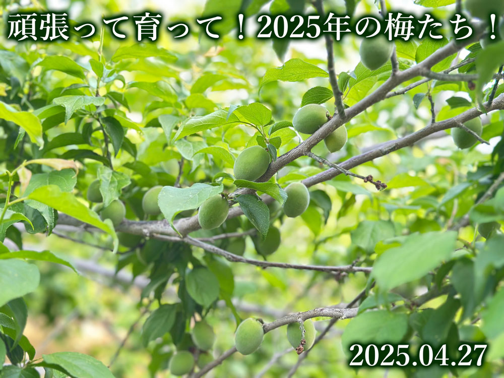 梅