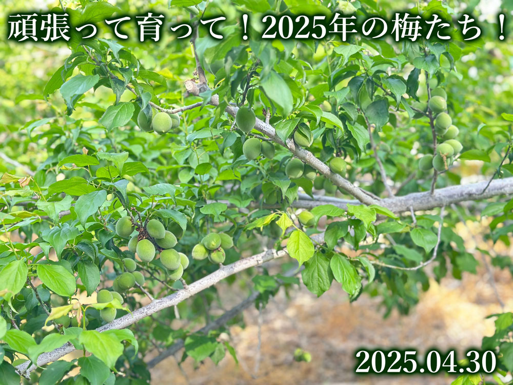 梅
